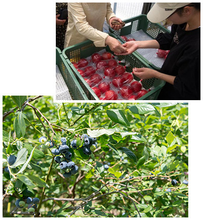 写真1:トマト販売の様子 写真2:ブルーベリー