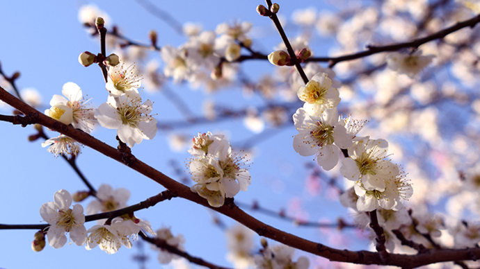 写真:青空に浮かぶ白い梅の花