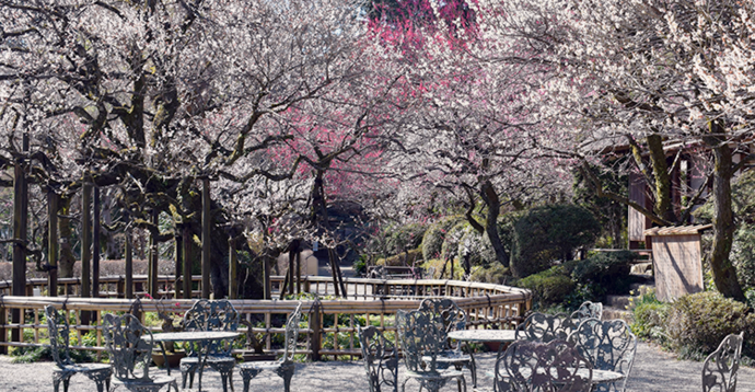 写真:テラスのテーブルから見た梅の木