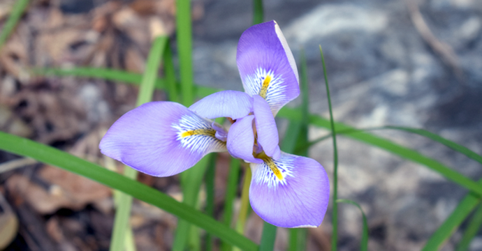 写真:近くから見た寒咲アヤメ