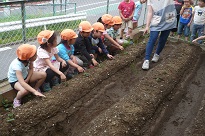 写真：ジャガイモの様子