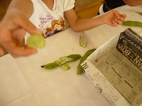 そら豆のさやむきの写真2