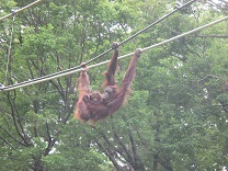 写真：親子のオランウータン