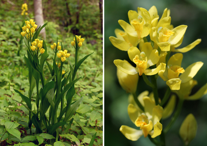 キンランの写真