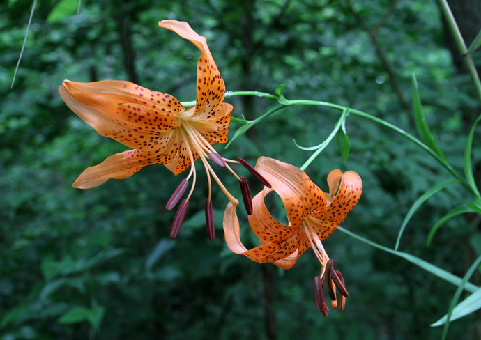 コオニユリの写真