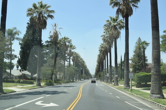 写真:ヤシの木が遠くまで続く街路