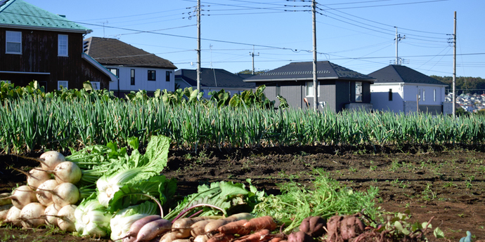 写真:日野市にある畑