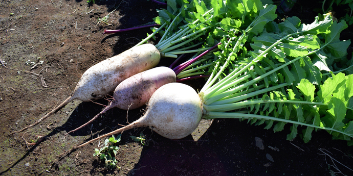 写真:収穫されたばかり三種類の大根
