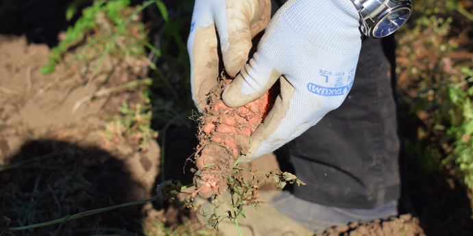 写真:気候によってぷつぷつになってしまった人参