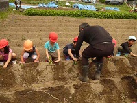 せせらぎ農園で芋苗をしている写真
