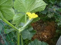 きゅうりの花が少しずつ実になるところの写真