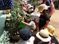 写真：3歳児の水やり