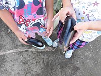 収穫したなすの写真