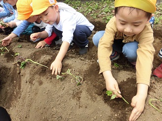 さつまいもの苗植えをしている様子の写真