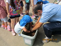 写真：5歳児らいおん組の菊を植える様子