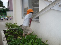 4歳児ぞう組は園庭の畑の大根を収穫している写真