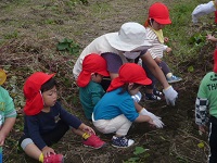 1歳児りす組がいもほりをしている写真