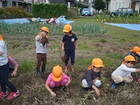 4歳児ぞう組がいもほりをしている写真