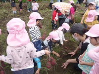 2歳児うさぎ組がいもほりをしている写真