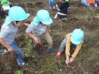 3歳児こあら組がいもほりをしている写真