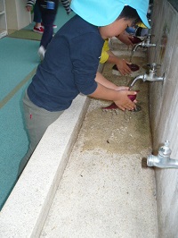 3歳児こあら組がサツマイモを洗っている写真