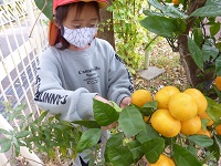 ミカン狩りの様子の写真2