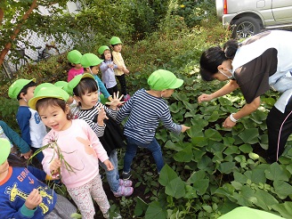 3歳児（こあら組）さつま芋の葉っぱをめくって土をのぞている写真