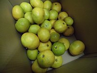 収穫したみかんの写真