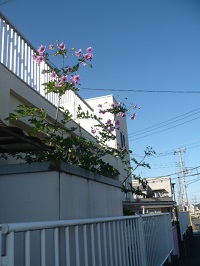 みさわ保育園の皇帝ダリアの写真2」