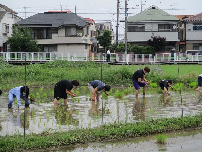 写真:田んぼの学校新町会場田植えの様子