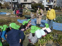 5歳児らいおん組が春の七草を探している写真