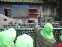 5歳児らいおん組がミーアキャットを見学している写真