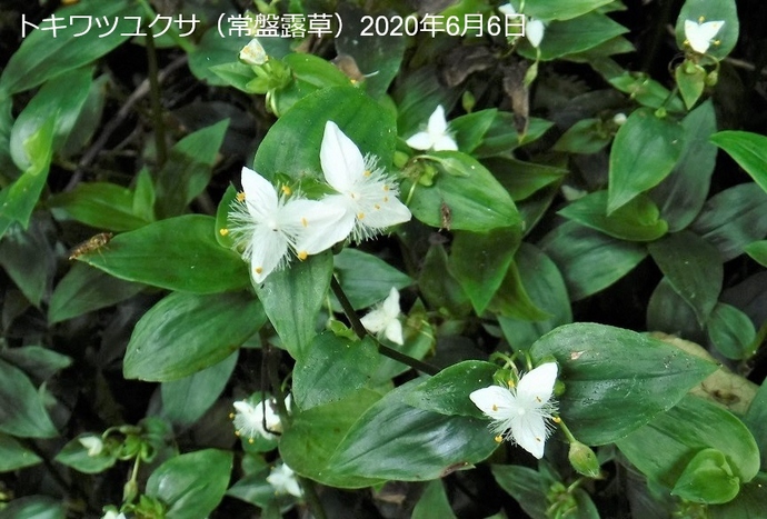 トキワツユクサの写真