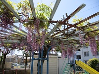 園庭の藤の花の写真です。