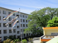 保育園の鯉のぼりの写真です。