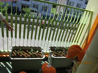 トマトの苗と茄子の苗のプランターの写真です。