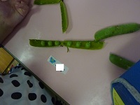 皮を剥いたそら豆の写真