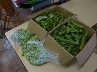 剥きあがったそら豆の写真