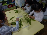 そら豆の皮をむく子どもの写真