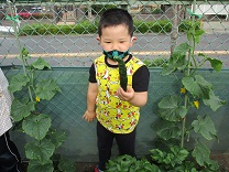 写真：キュウリの収穫