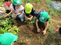 じゃが芋の写真です。