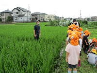5歳児らいおん組がたんぼのあぜ道でせせらぎ農園の方の話を聞いているいる写真