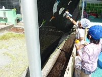 3歳児水遊びの写真3