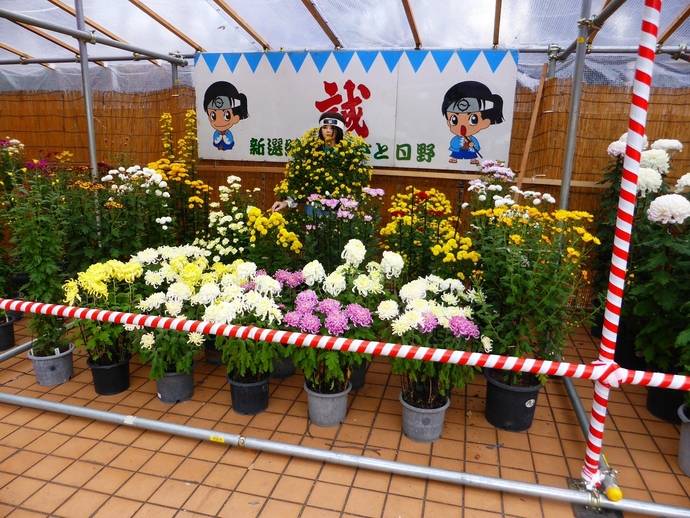 菊花展 写真