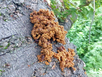 写真:幹から排出されたフラス