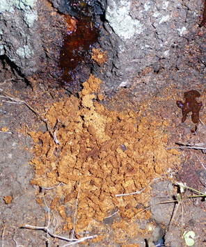 写真:根元から排出されたフラス