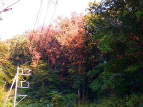 画像:ナラ枯れ被害の様子(1)