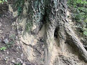 画像:ナラ枯れ被害の様子(2)