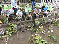 いもほりの様子の写真