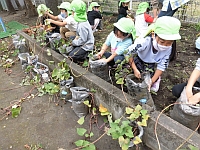 いもほりの様子の二枚目写真